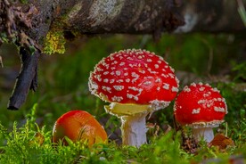毒蘑菇