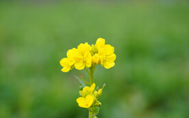 油菜花特写