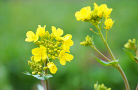 油菜花特写摄影