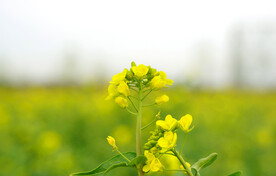 油菜花高清摄影