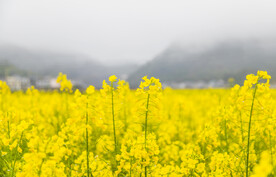 油菜花摄影