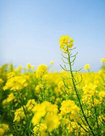 油菜花摄影
