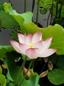 盛开的荷花