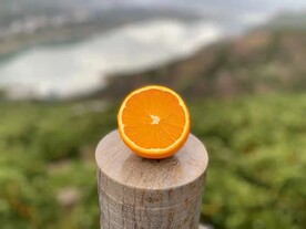 新鲜橙子 