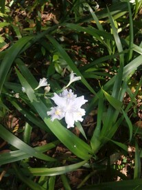 鸭儿花