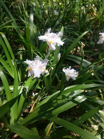 鸭儿花