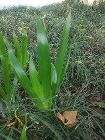 鸭儿花