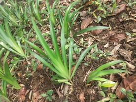 鸭儿花