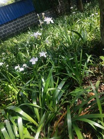 鸭儿花