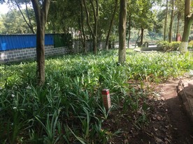 鸭儿花