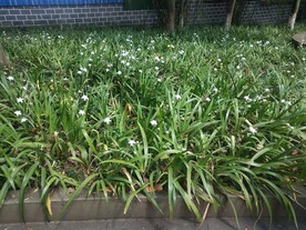 鸭儿花