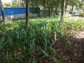 鸭儿花