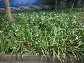 鸭儿花