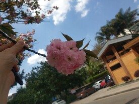 樱花 蓝天白云 春天的花  粉