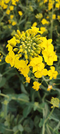 油菜花