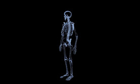 C4D模型人体骨骼骷髅透明透视