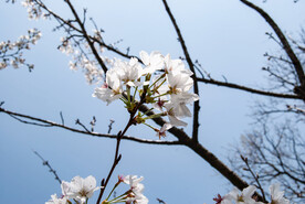 樱花
