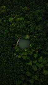 户外黑暗森林景观