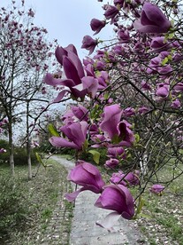 玉兰花   紫红  