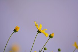 含苞待放小花