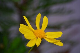 黄色花瓣