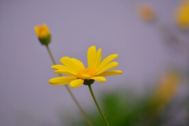 摄影花朵
