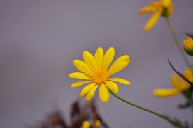 一朵大黄花