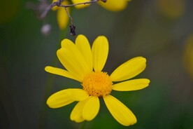 一朵花朵