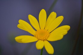 黄色的花