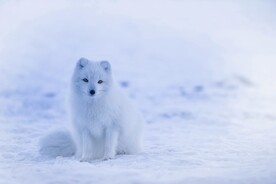 雪地里狐狸