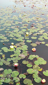 荷花美景