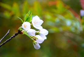 美丽的梨花特写