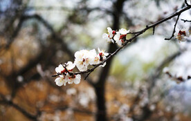 树枝上的梨花特写