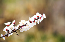 树枝上的梨花