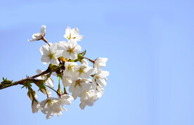 蓝天下的梨花摄影素材