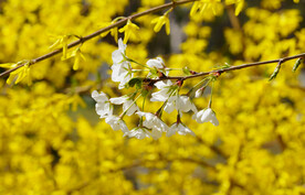 洁白的梨花特写