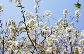 盛开的梨花素材