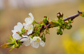 梨花高清特写图