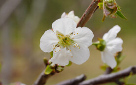 树枝上的梨花特写