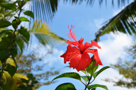 朱槿 扶桑佛槿 中国蔷薇