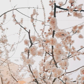 桃花摄影
