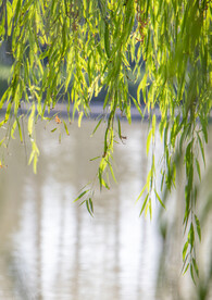 河边垂柳