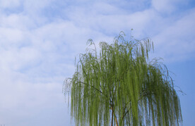 春天户外蓝天白云柳树