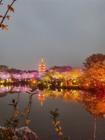武汉东湖樱花园