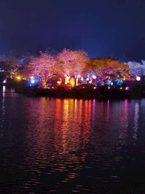 武汉东湖樱花园