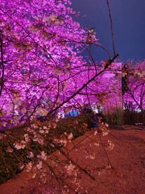 武汉东湖樱花园