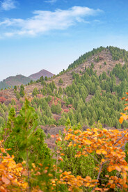 山07