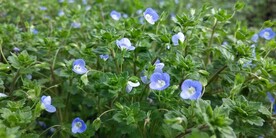 阿拉伯婆婆纳图片