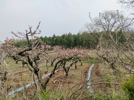 桃花园