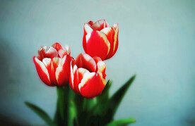 红色郁金香摄影图